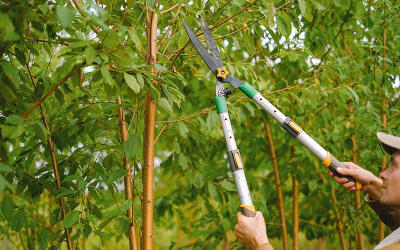 Tree trimming in Poultney, VT